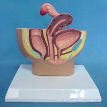 Medical Anatomy Female Peritoneal Cavity Model for Teaching (R110216)